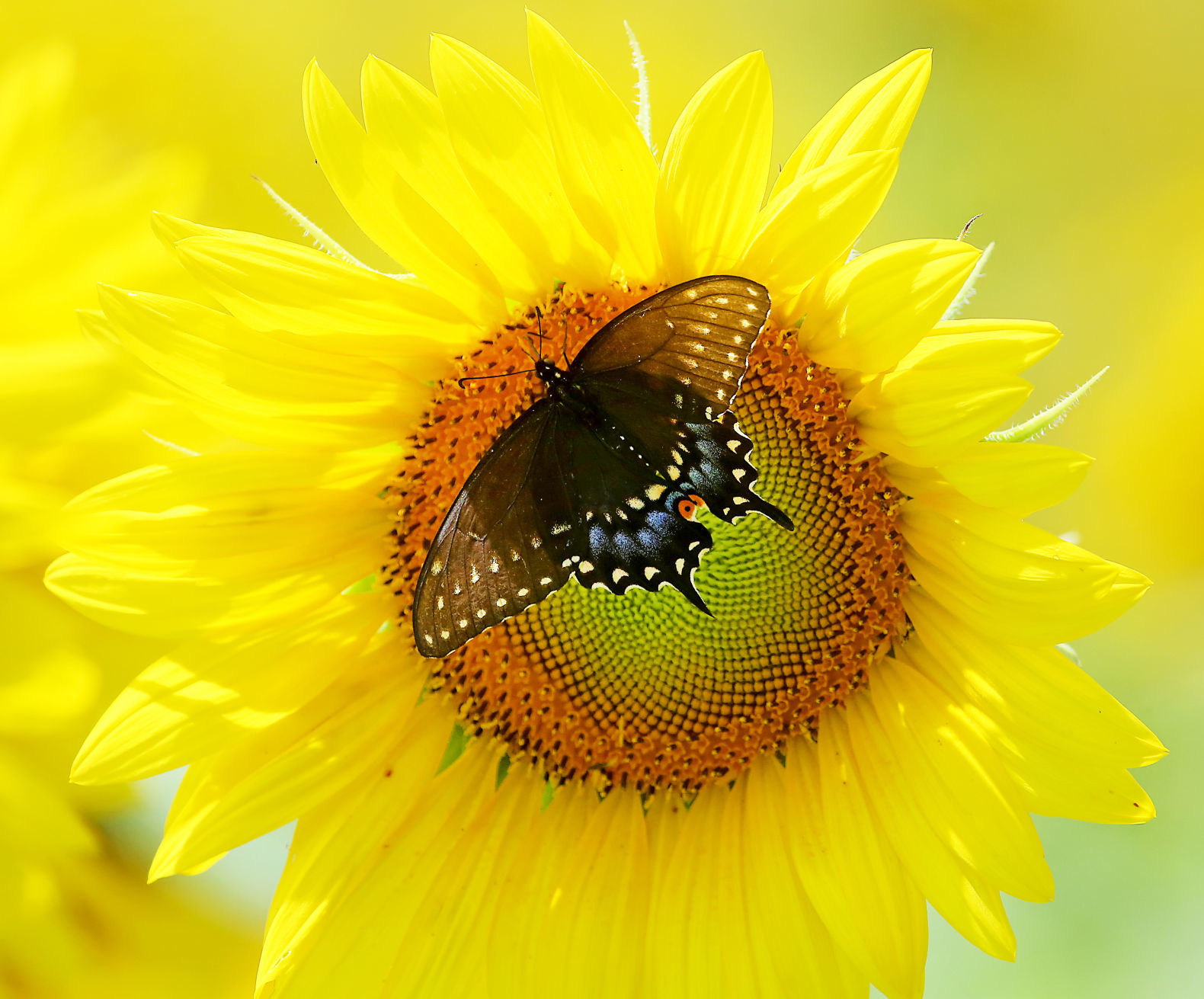 2016 Sunflower Days